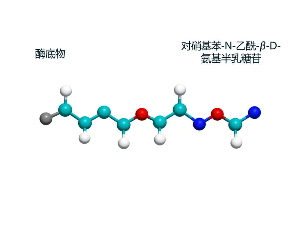 对硝基苯 n 乙酰 β d 氨基半乳糖苷