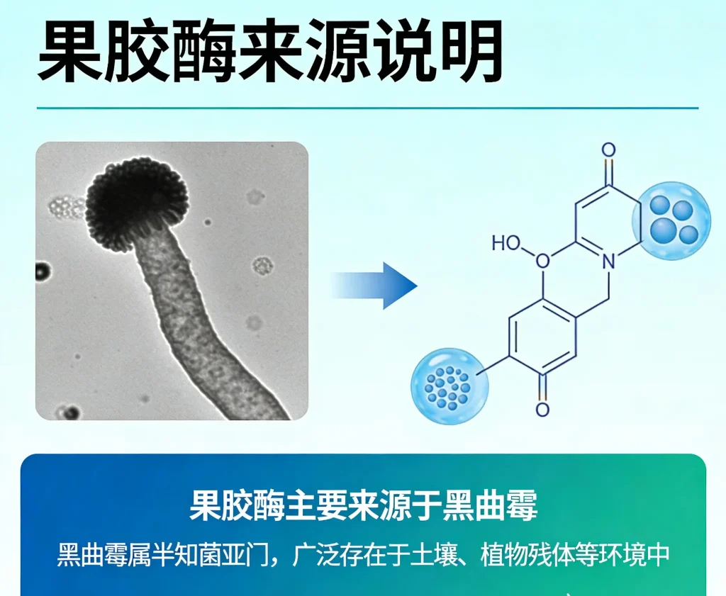 果胶酶 来源于黑曲霉