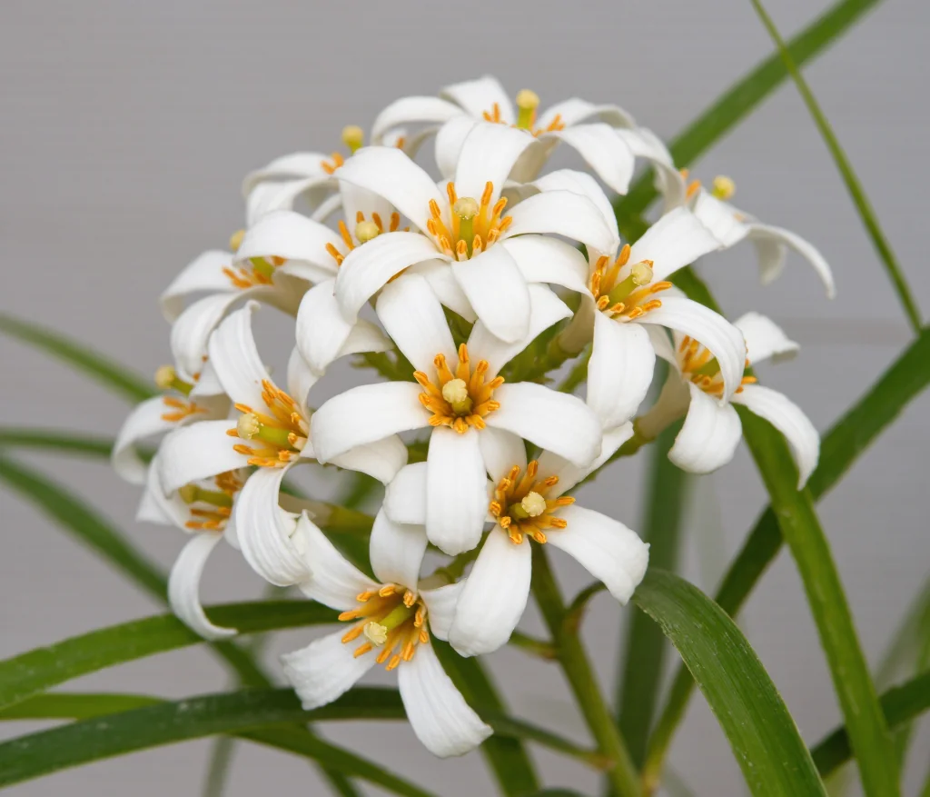 橙花醇