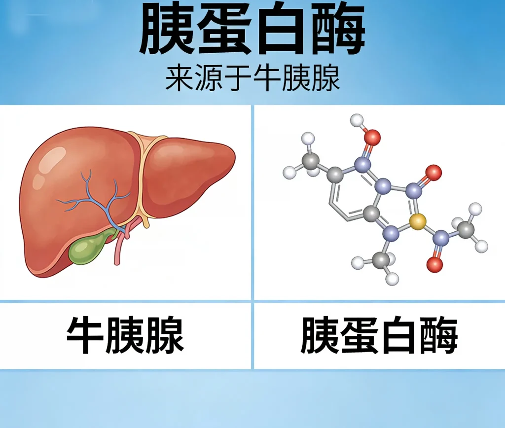 胰蛋白酶 来源于牛胰腺