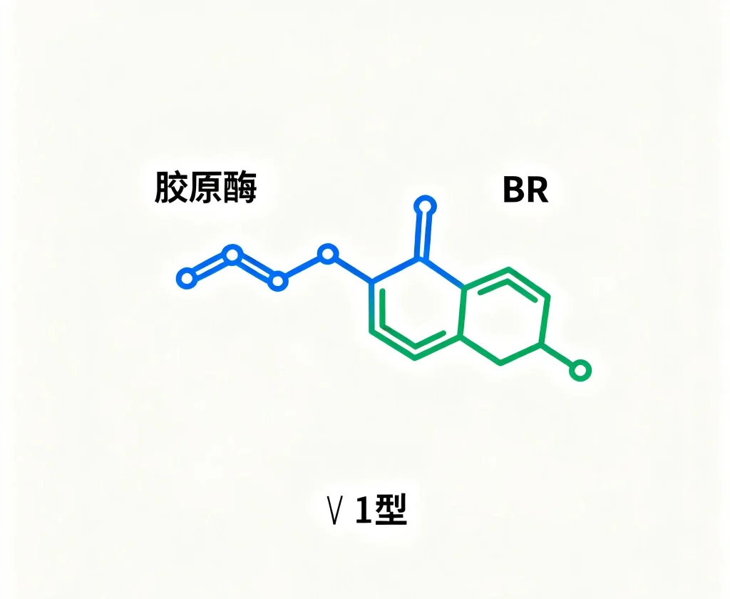 胶原酶，br，Ⅰ型