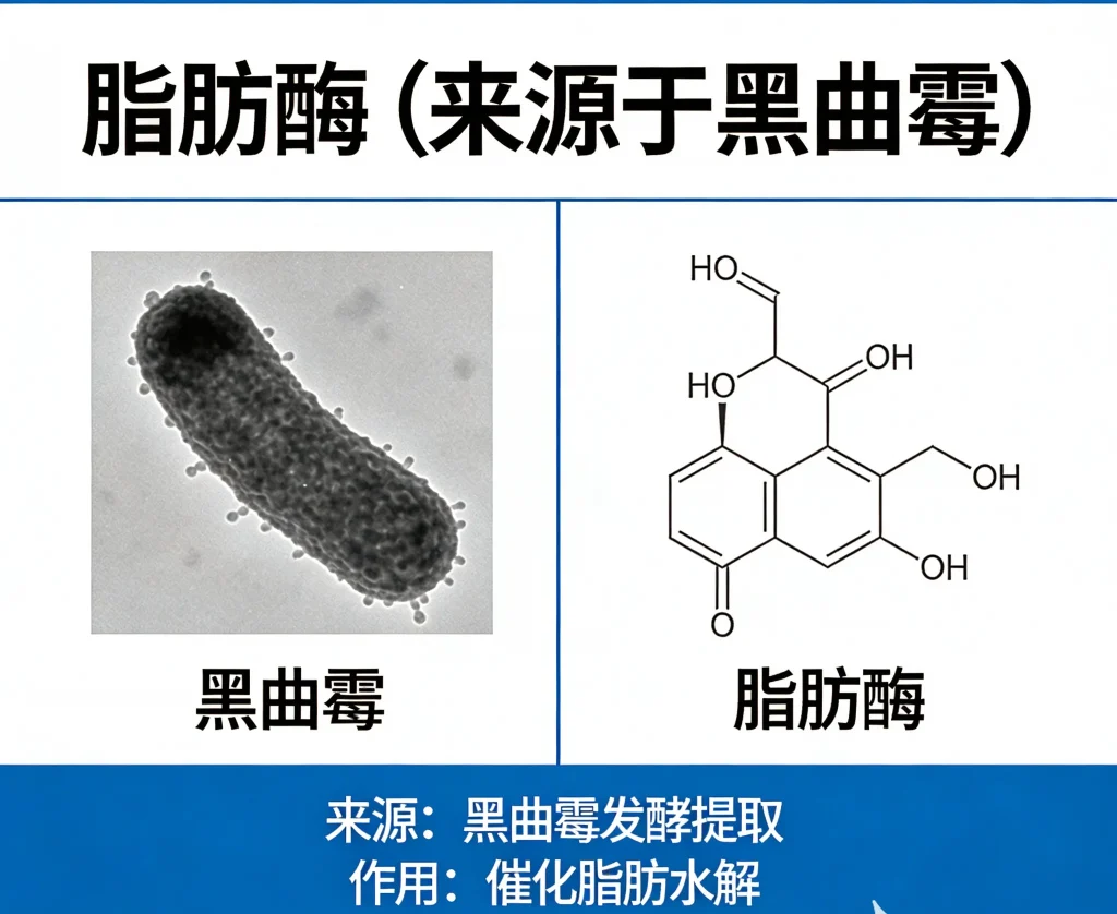脂肪酶 来源于黑曲霉