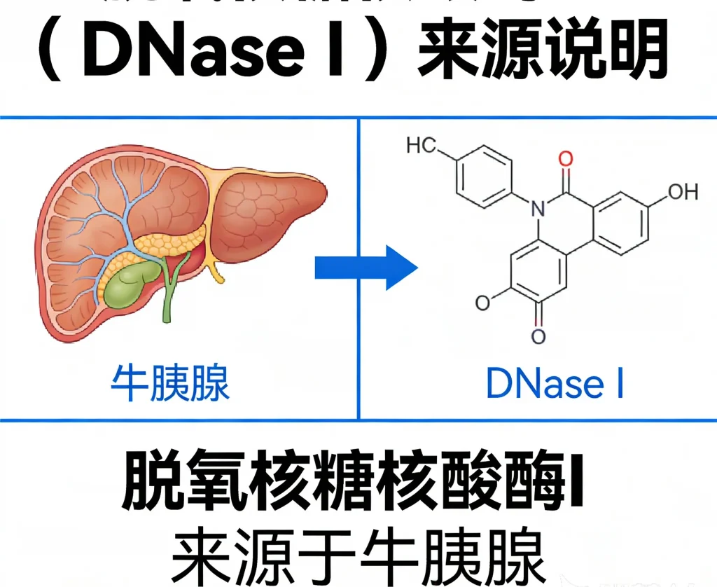 脱氧核糖核酸酶 i 来源于牛胰腺