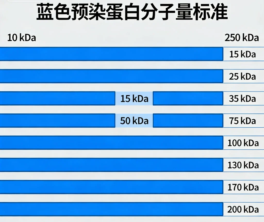 蓝色预染蛋白分子量标准 10 250 kda