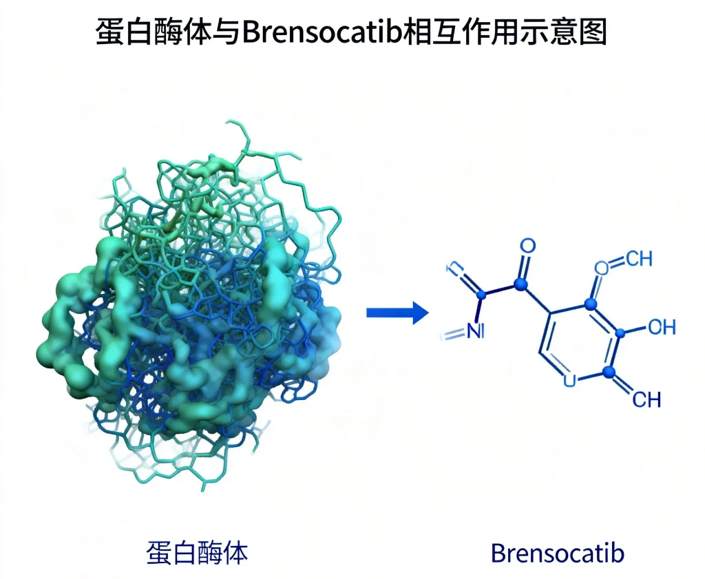 蛋白酶体 brensocatib