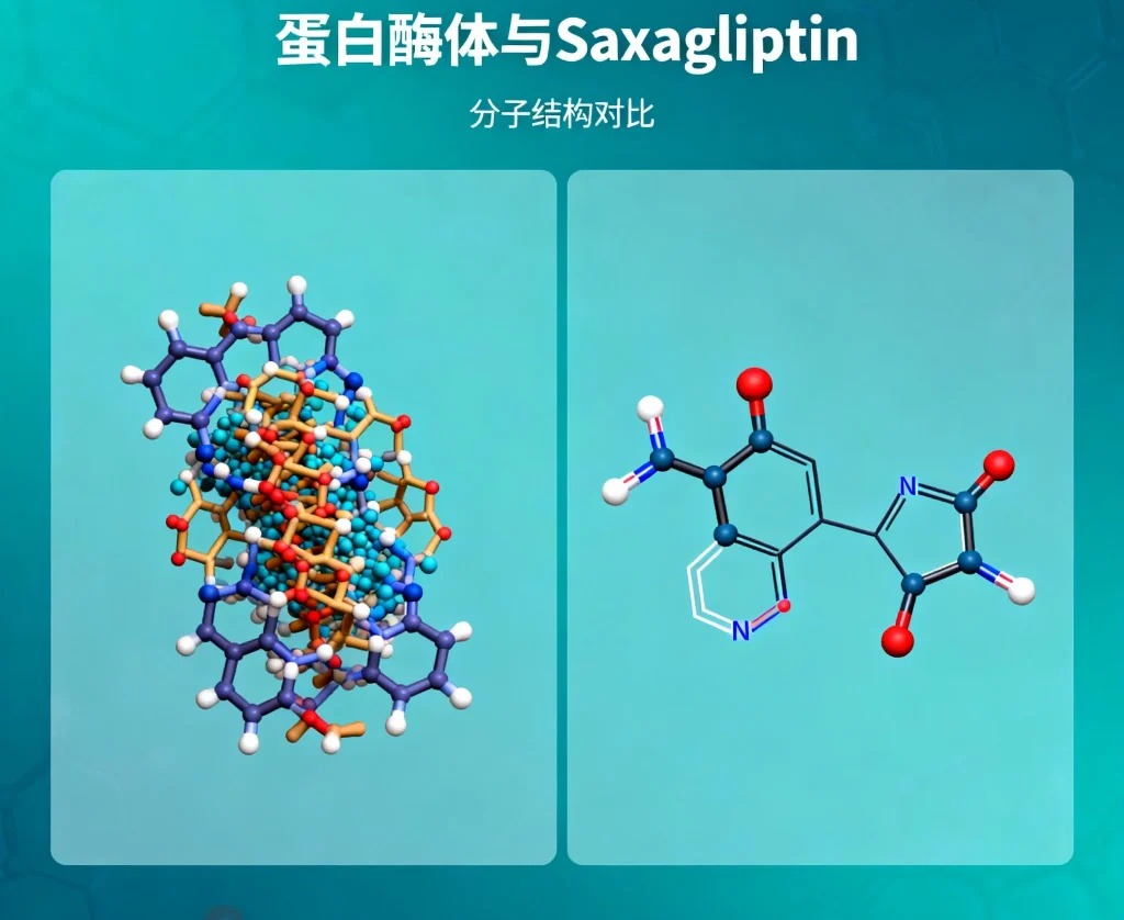 蛋白酶体 saxagliptin