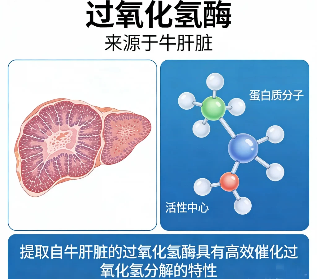 过氧化氢酶 来源于牛肝脏